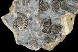 Ammonite (Promicroceras) Cluster - Marston Magna, England #176358-3